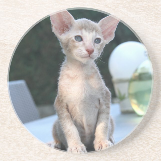 Siamese Kitten on a table Sandstone Coaster (Front)