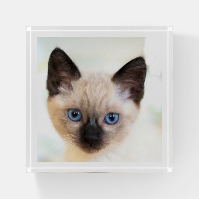 Siamese Kitten Paperweight (Front)
