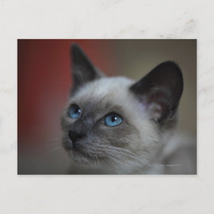 Siamese kitten postcard
