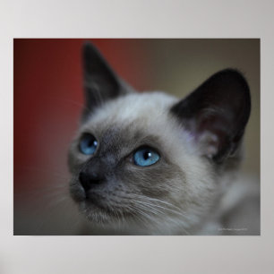 Siamese kitten poster