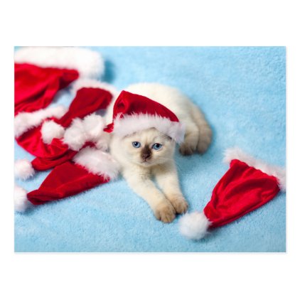 Siamese Kitten: Santa Hats Postcard