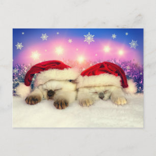Siamese Kitten: Santa Twinsies Holiday Postcard