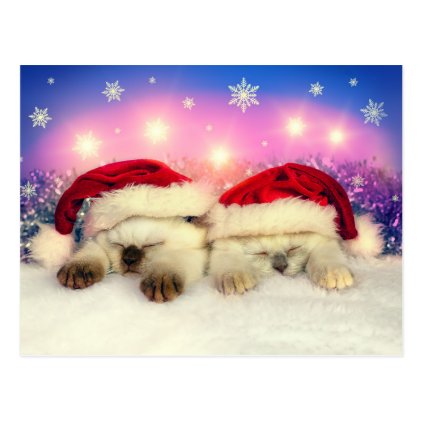 Siamese Kitten: Santa Twinsies Postcard