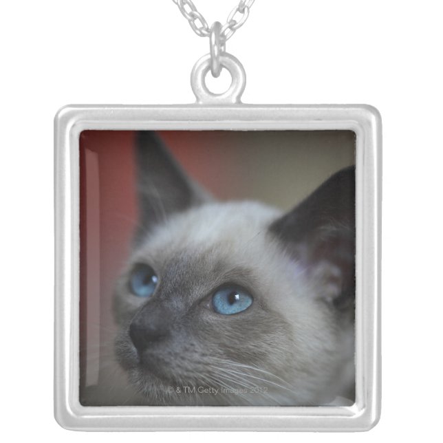 Siamese kitten silver plated necklace (Front)