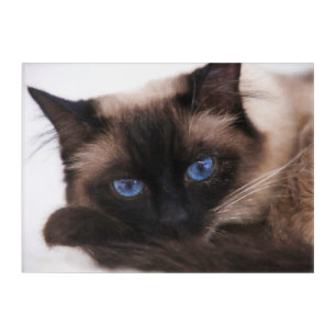 Siamese Kitten Sweetie Face Acrylic Print