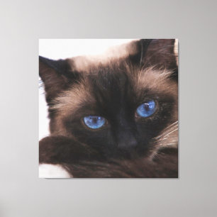 Siamese Kitten Sweetie Face Canvas Print