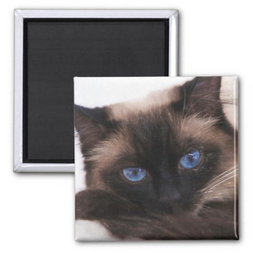 Siamese Kitten Sweetie Face Portrait Magnet