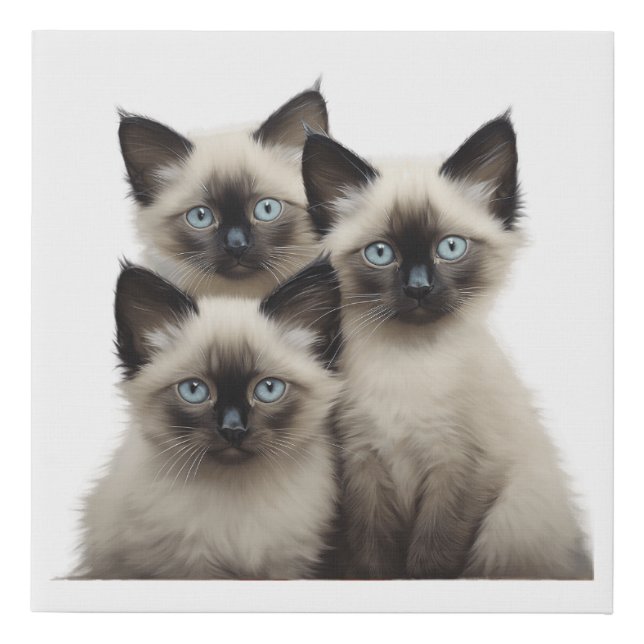 Siamese Kittens Faux Canvas Print (Front)