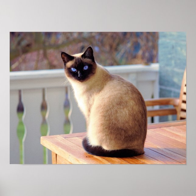 Siamese Kitty Cat Customizable Poster (Front)