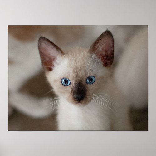 Siamese Kitty Cat Customizable Poster