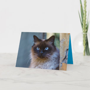 Siamese Kitty Cat Cute Customizable Card