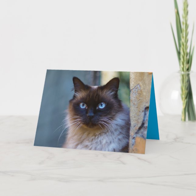 Siamese Kitty Cat Cute Customizable Card (Front)