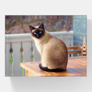 Siamese Kitty Cat Paperweight