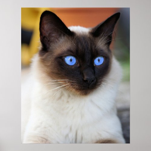 Siamese kitty cat with lovely big blue eyes  poster
