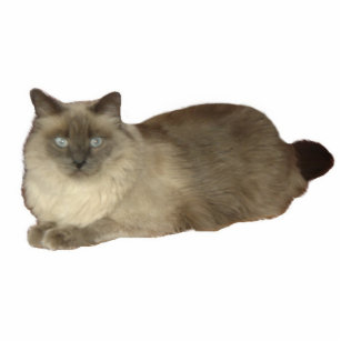 Siamese Mix Cat Photo Sculpture
