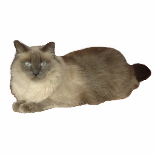 Siamese Mix Cat Photo Sculpture (Front)