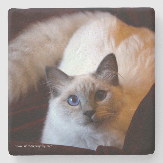 Siamese Royalty Limestone Coaster (Front)
