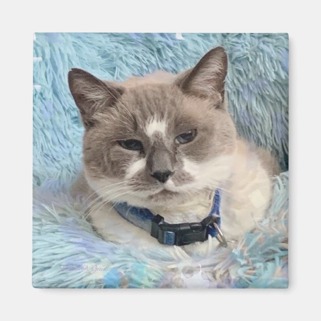 Siamese Snowshoe Cat Blue Eyes Maureen Girard Magnet (Front)