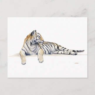 Siberian/ / Bengal Tiger Postcard