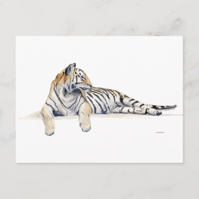 Siberian/ / Bengal Tiger Postcard (Front)