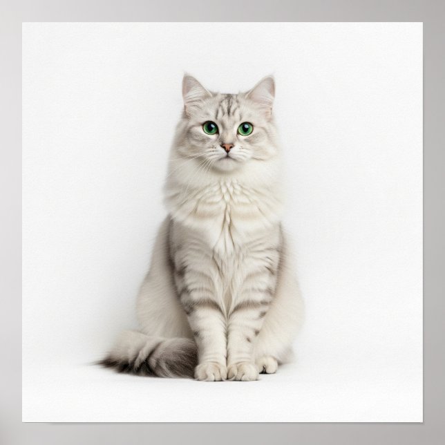 Siberian Cat Art Poster (Front)