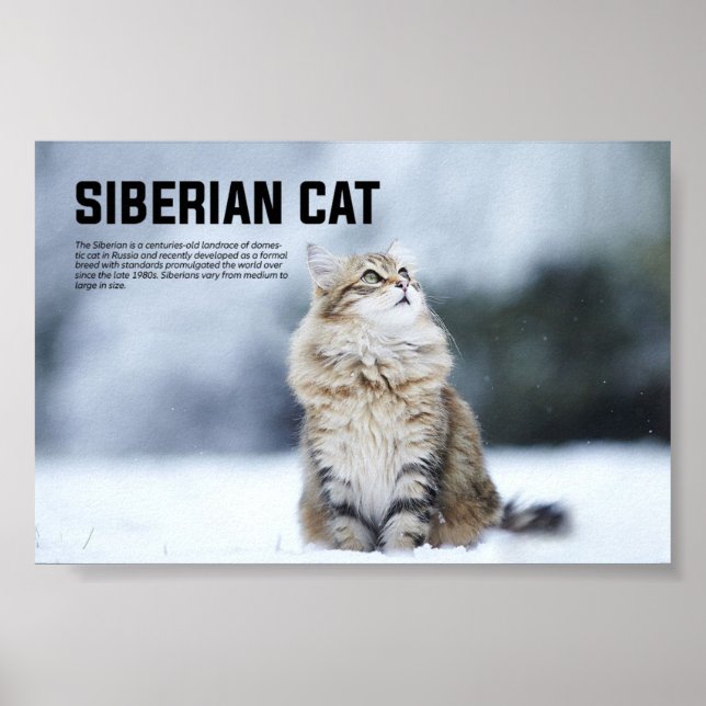 Siberian Cat Breed Poster (Front)