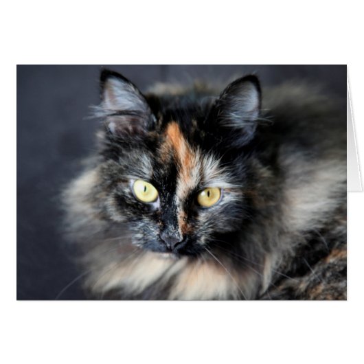 Siberian Cat Cards (Front Horizontal)