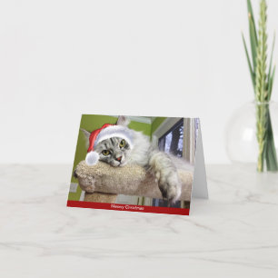 Siberian Cat Christmas Card