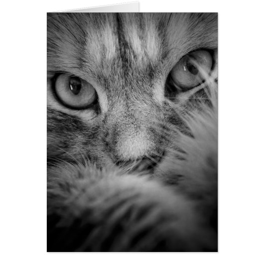 Siberian Cat Eyes Blank Card (Front)