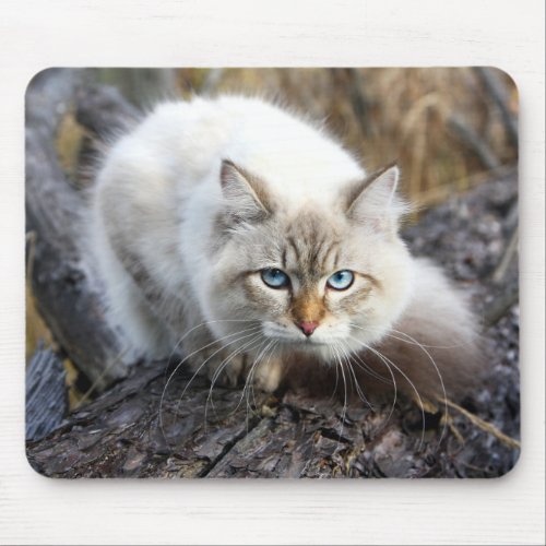 Siberian Cat In A Autumn Forest Mouse Pad