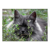 Siberian | Cat Portrait (Front Horizontal)