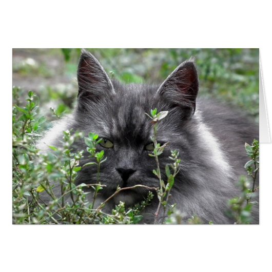Siberian | Cat Portrait Cards (Front Horizontal)
