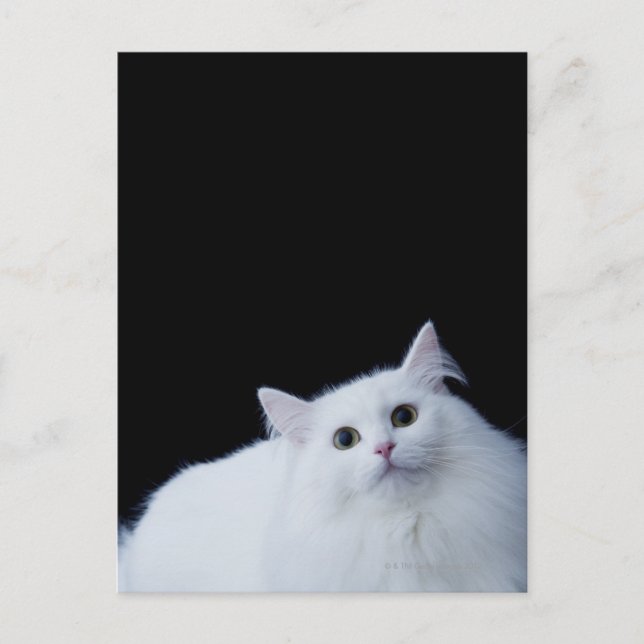 Siberian Cat Postcard (Front)