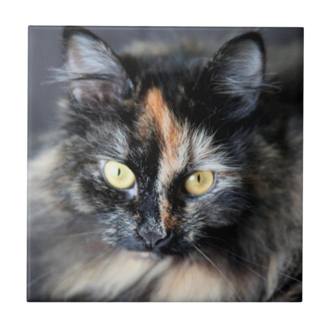 Siberian Cat Tile (Front)