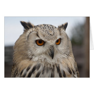 Siberian Eagle Owl Cards