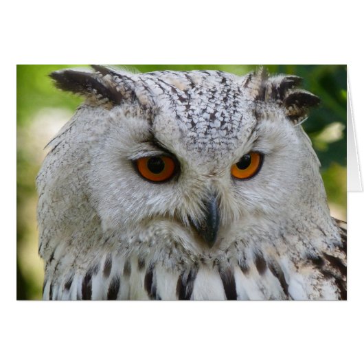 Siberian Eagle Owl Cards (Front Horizontal)