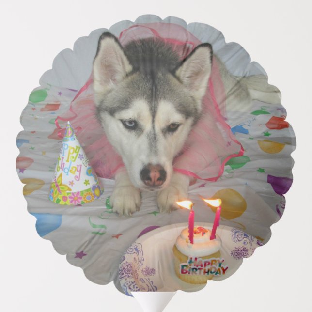 Siberian Huskies Birthday Balloon (Back)
