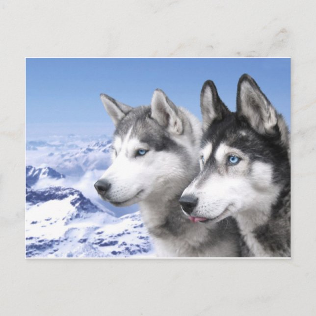 Siberian Huskies Postcard (Front)