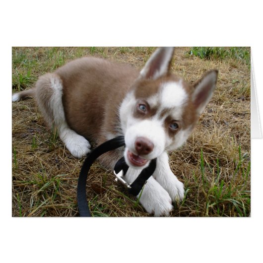 Siberian Husky (1) Cards (Front Horizontal)