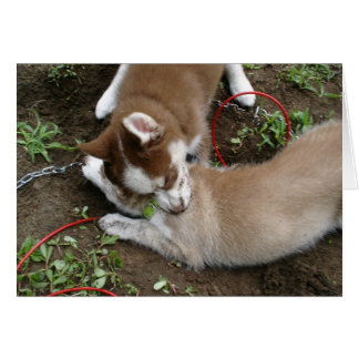 Siberian Husky (3) Cards