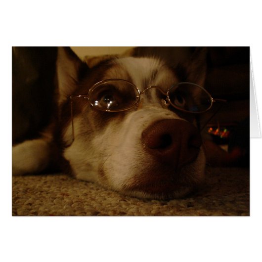Siberian Husky (5) Cards (Front Horizontal)