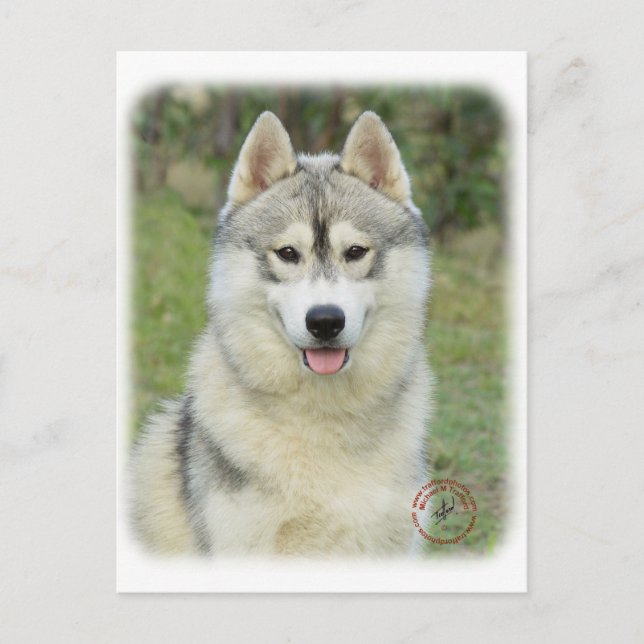 Siberian Husky 9L69D-14 Postcard (Front)