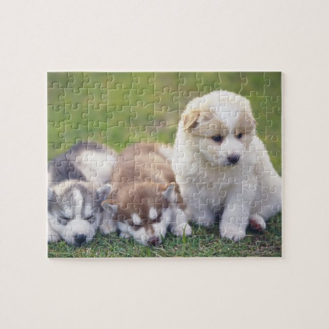 Siberian Husky; A working dog breed that Jigsaw Puzzle (Horizontal)