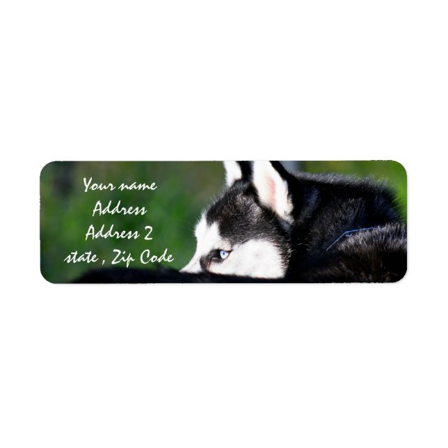 Siberian Husky Address labels (Front)