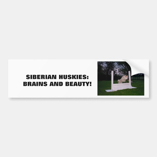 Siberian HUSKY Agility Bumper Sticker (Front)