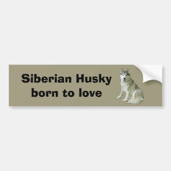 Siberian Husky Bumper Sticker by normagolden at Zazzle
