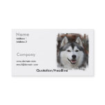 Siberian Husky Business Card