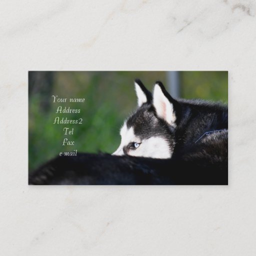 Customizable Siberian Husky business cards
