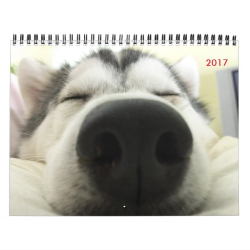 Siberian Husky Calendar