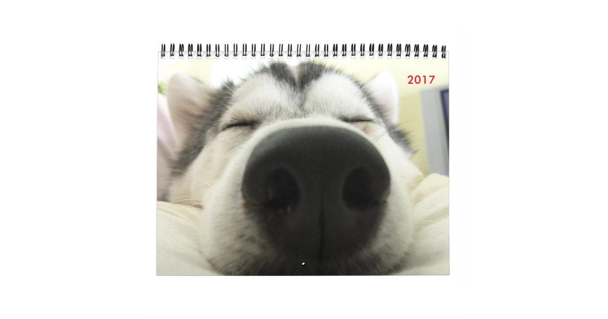 Siberian Husky Calendar | Zazzle